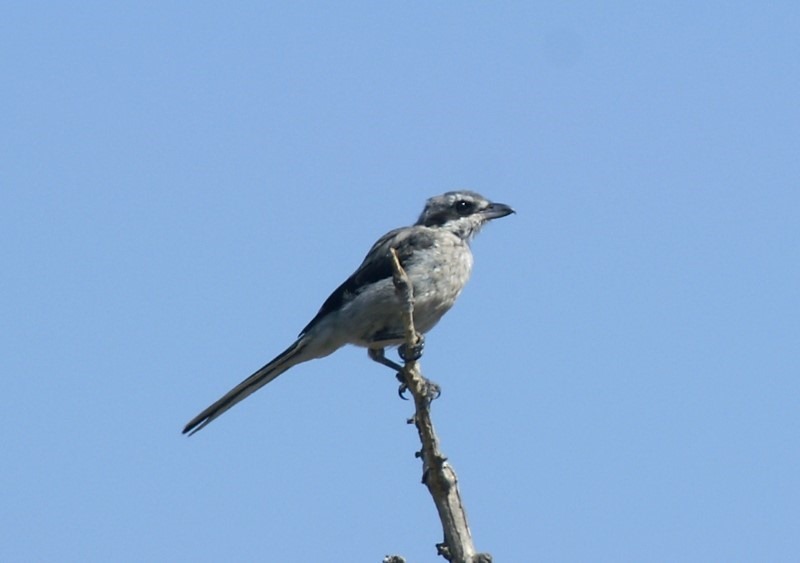 great-grey-shrike