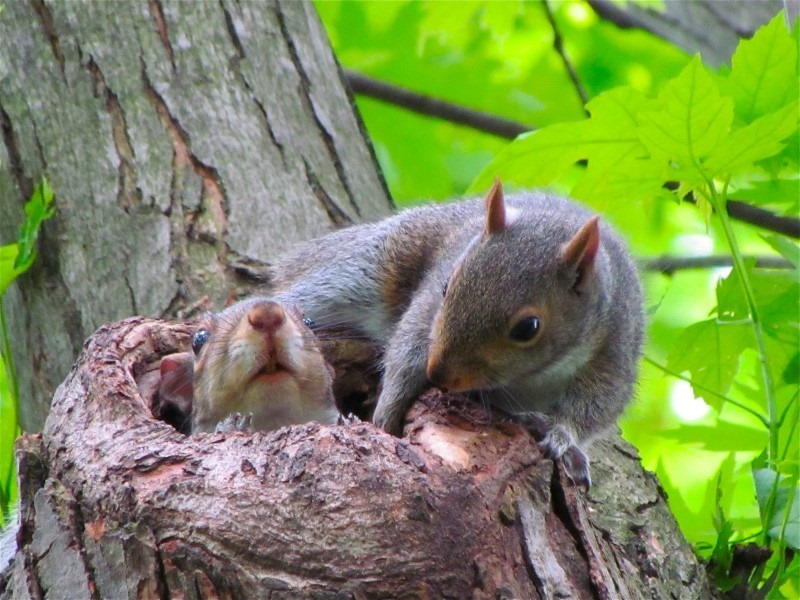squirrel-home