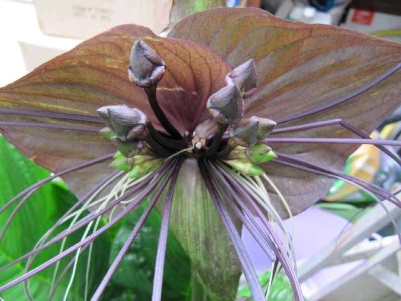 black-bat-flower