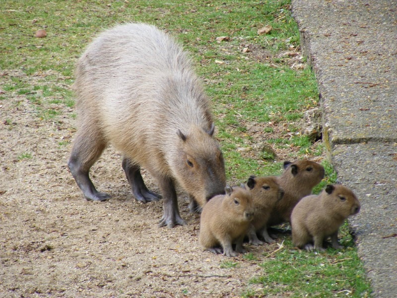 capybara