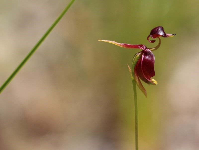 flying-duck-orchid