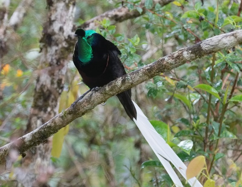 ribbon-tailed-astrapia