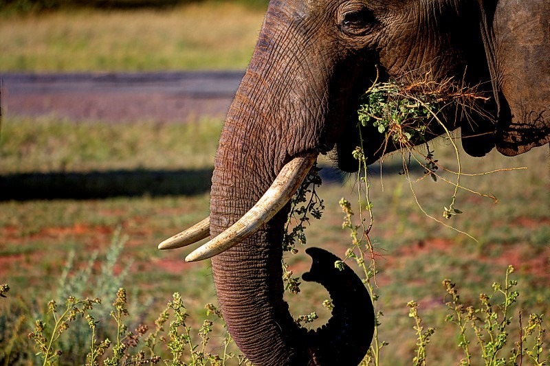 elephant-trunk elephant-trunk