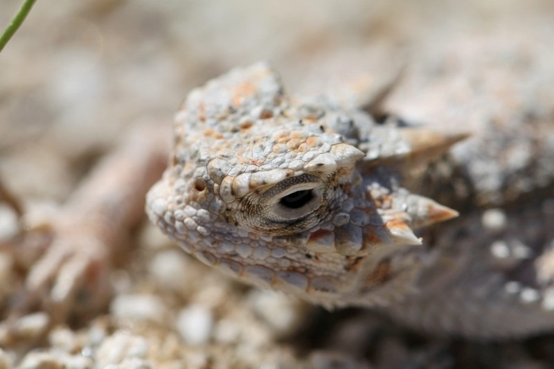 4-horned-lizard