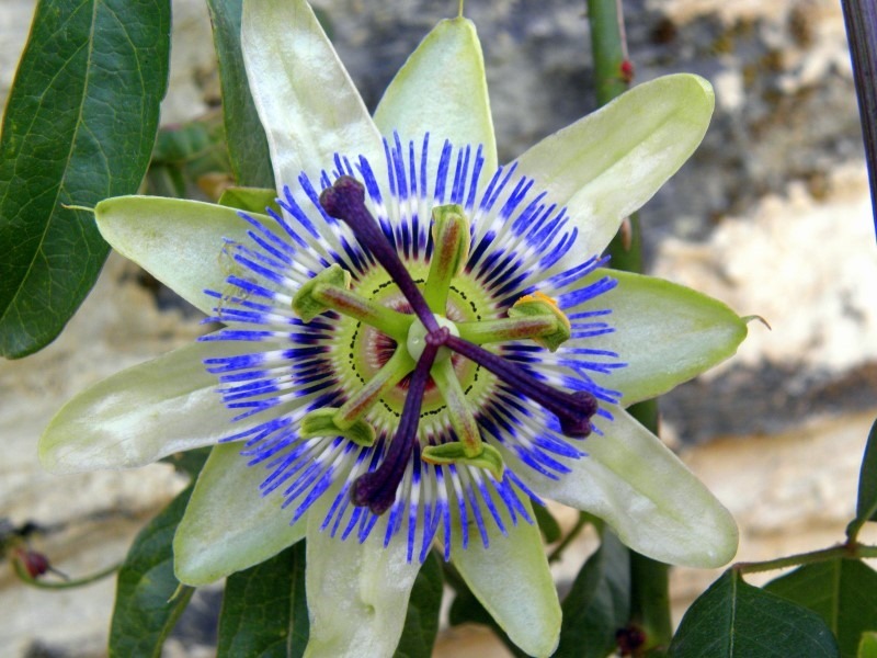 passion-flower