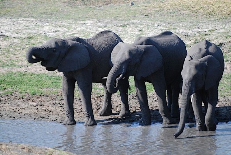 elephants-drinking