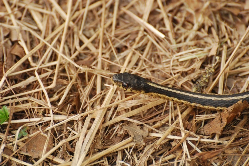 5-garter-snake 5-garter-snake