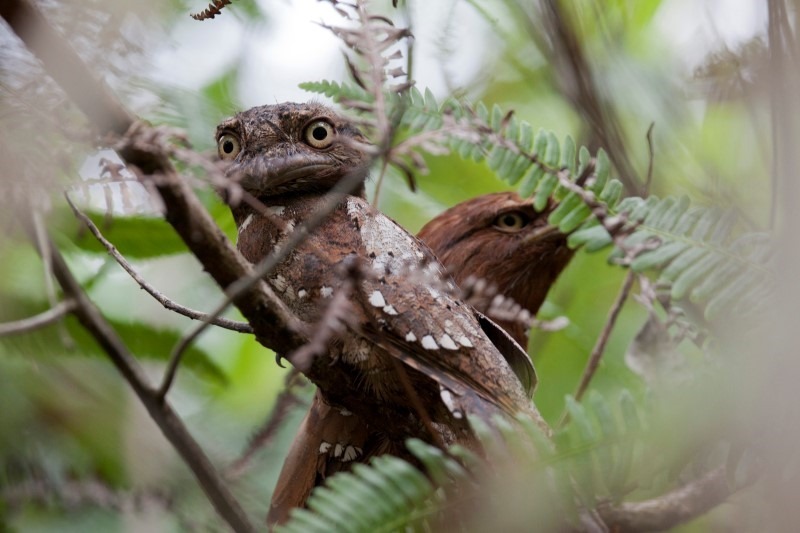 sri-lanka-frogmouth