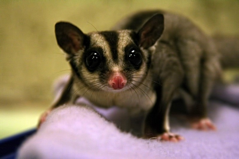 sugar-glider