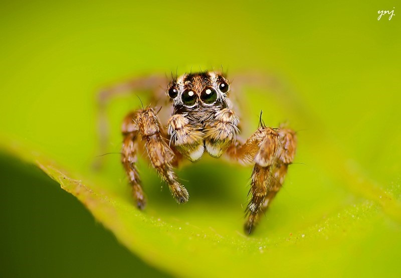 6-jumping-spider