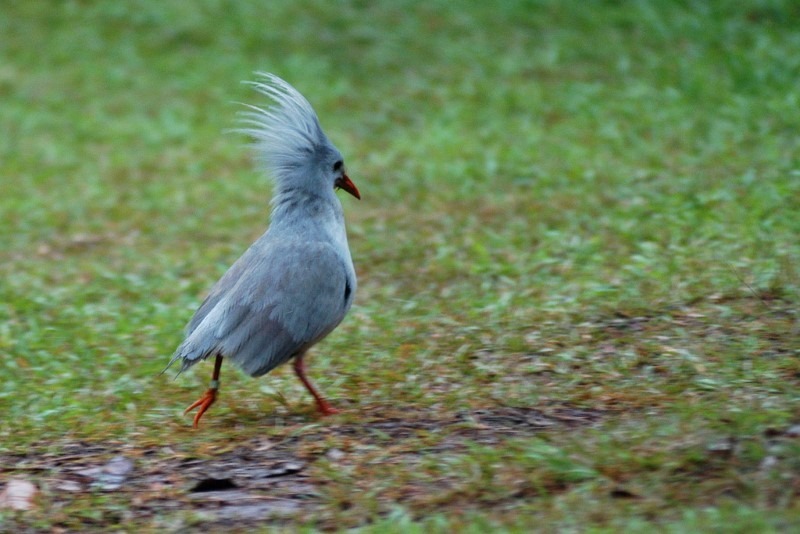 kagu-bird