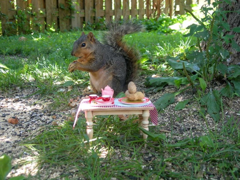 squirrel-party squirrel-party
