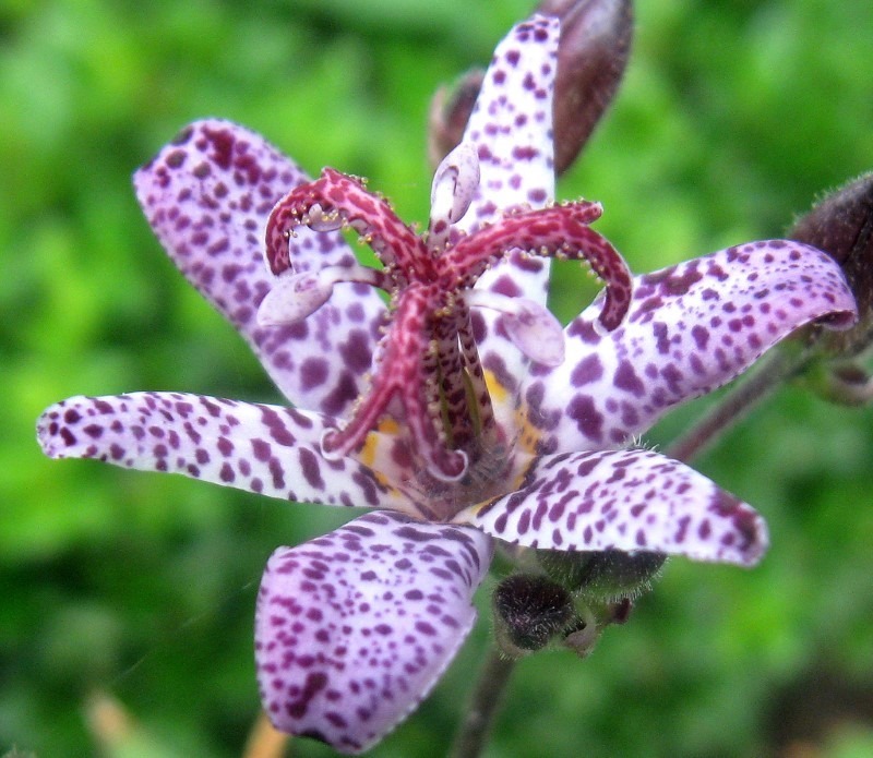 toad-lilly