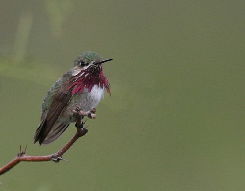 7-calliope-hummingbird