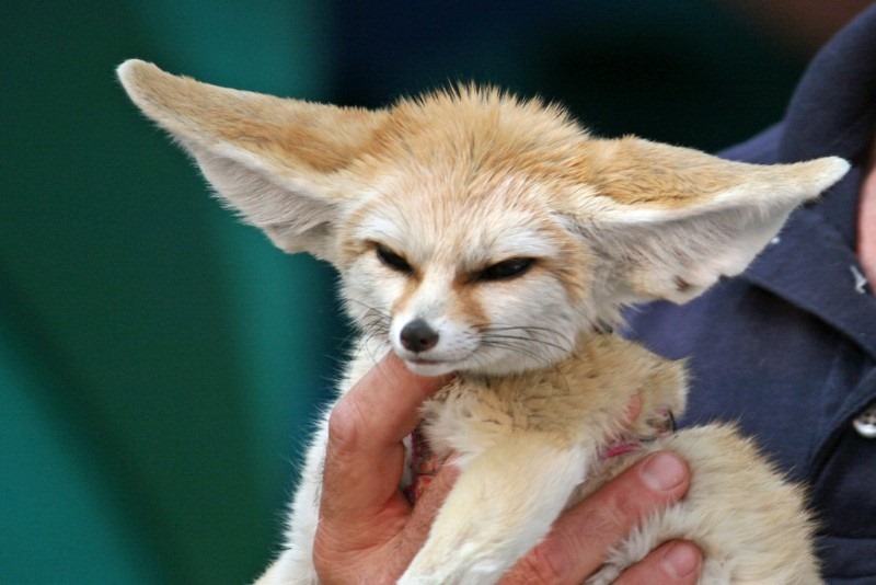 fennec-fox
