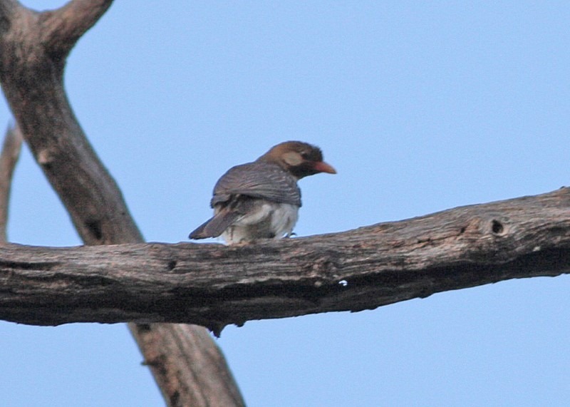 greater-honeyguide