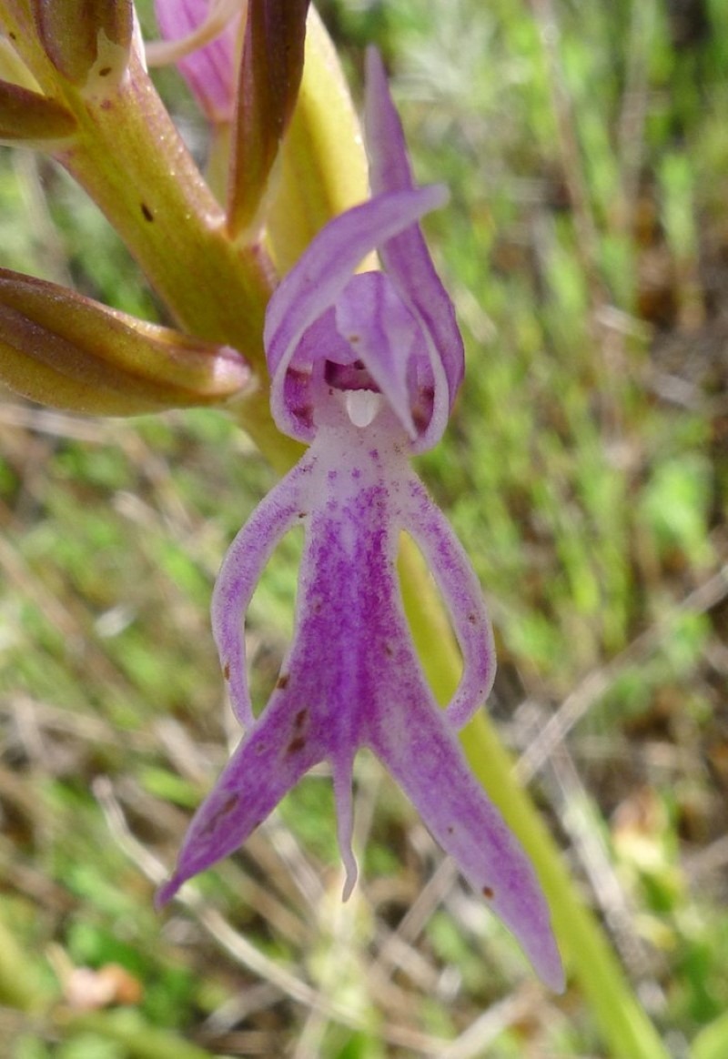 naked-man-orchid