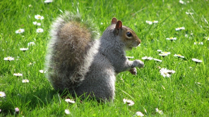 very-bushy very-bushy