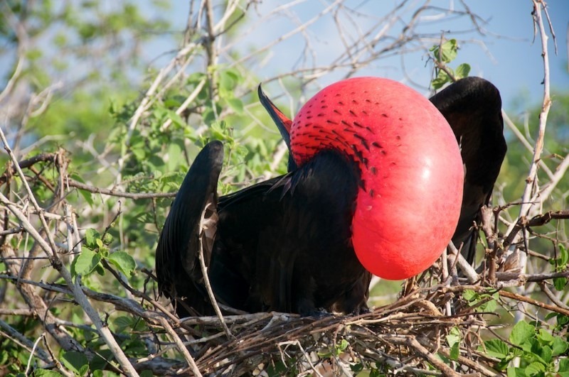 magnificent-frigate-bird