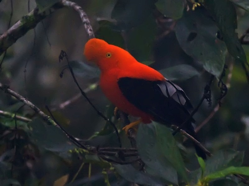 Andean Cock-of-the-rock