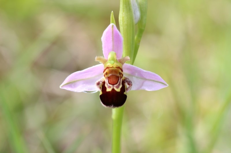 bee-orchid