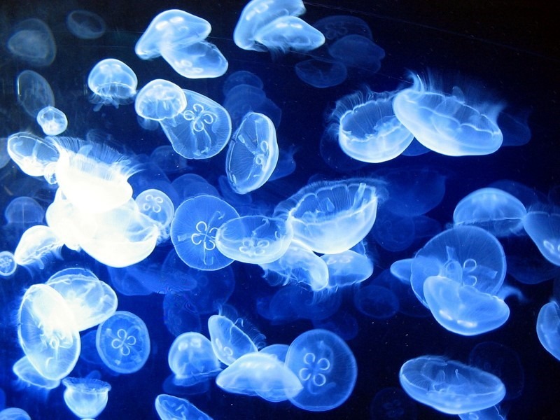 jellyfish