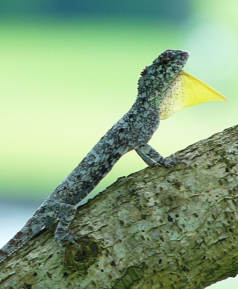 5-flying-gecko