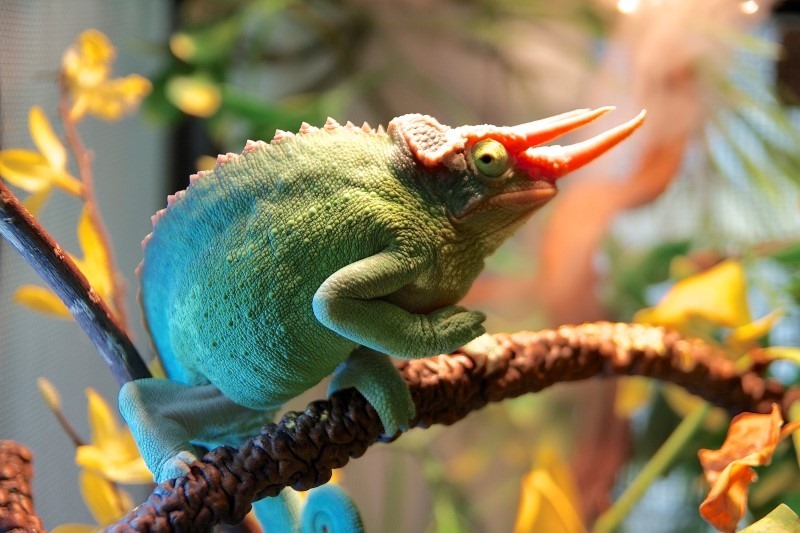 6-jacksons-chameleon