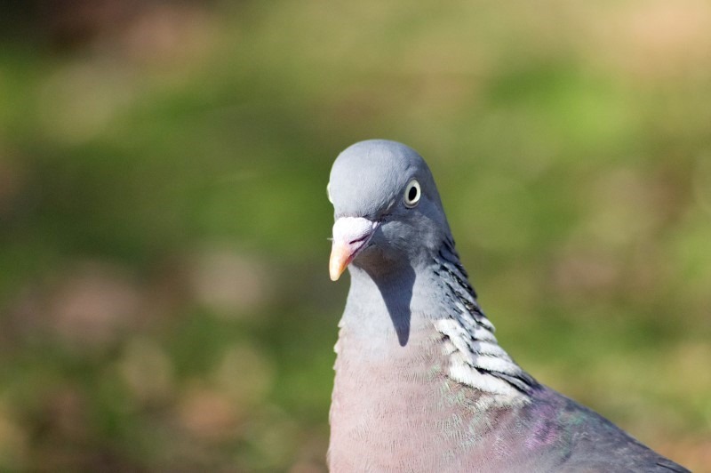 pigeon